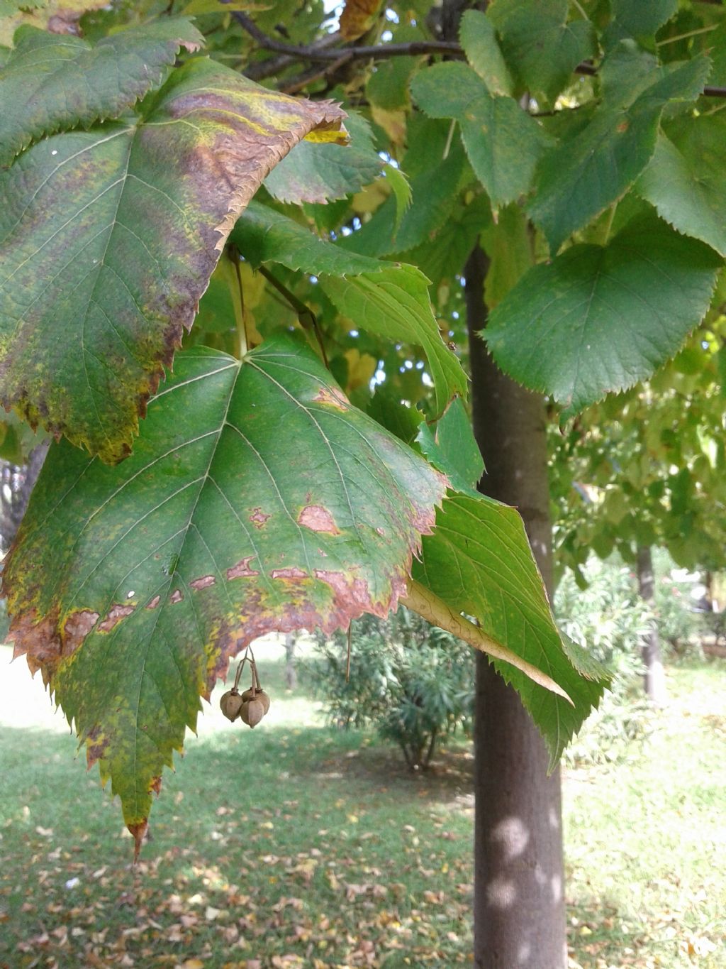 Albero:  Tiglio / Tilia sp. (Malvaceae)