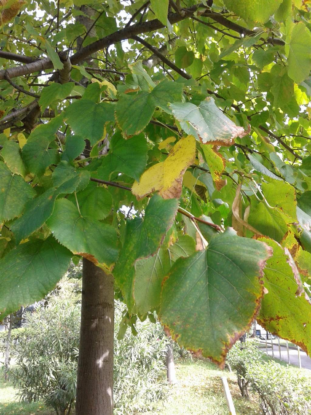 Albero:  Tiglio / Tilia sp. (Malvaceae)