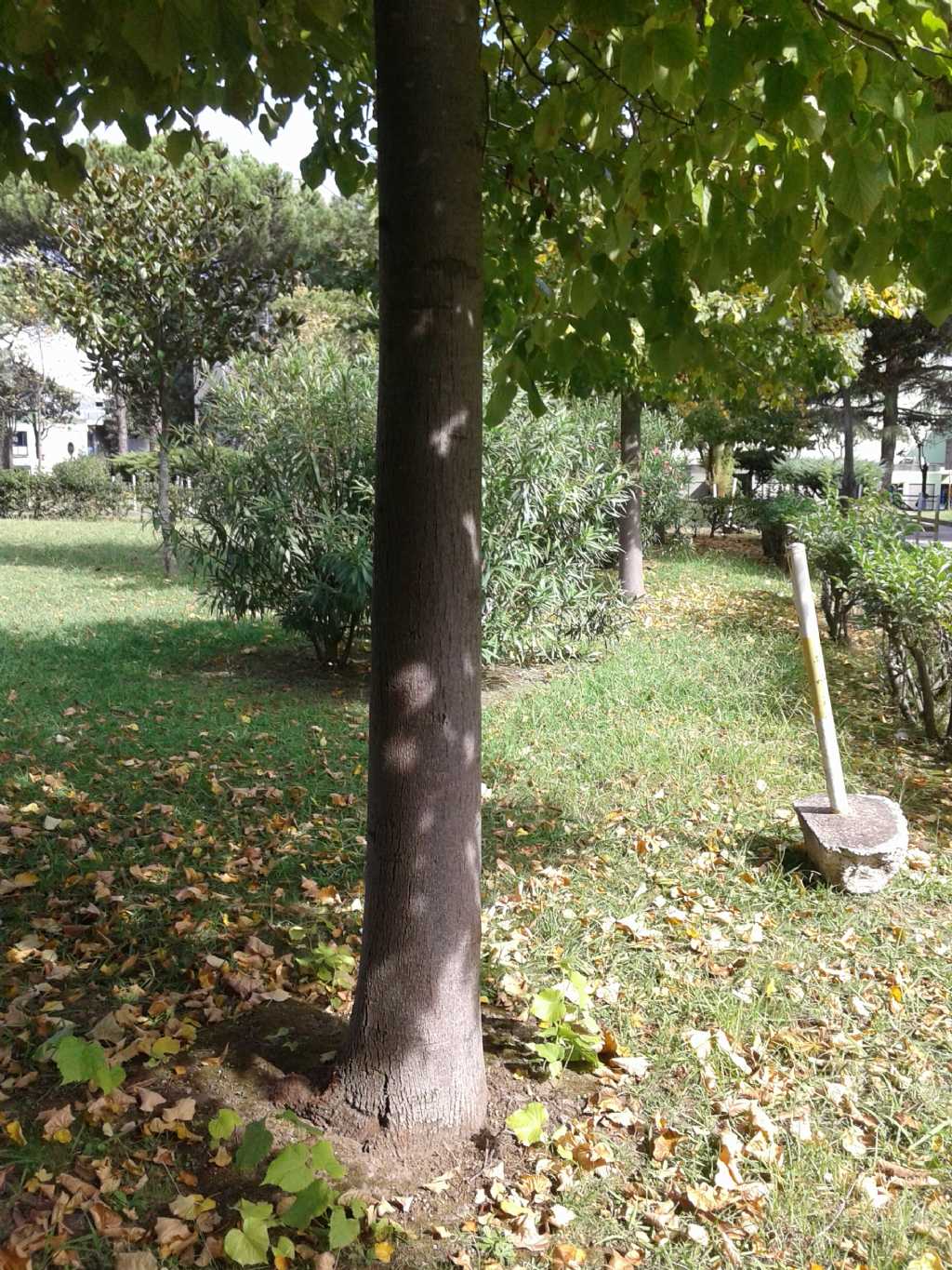 Albero:  Tiglio / Tilia sp. (Malvaceae)