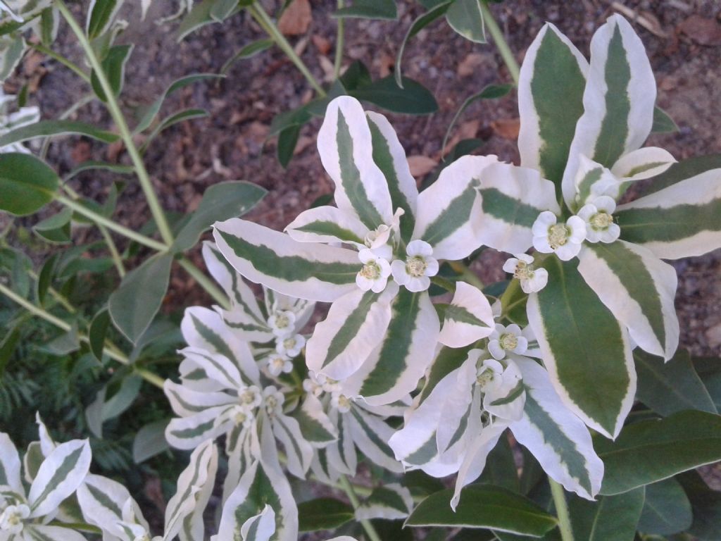 Pianta variopinta:  Euphorbia marginata