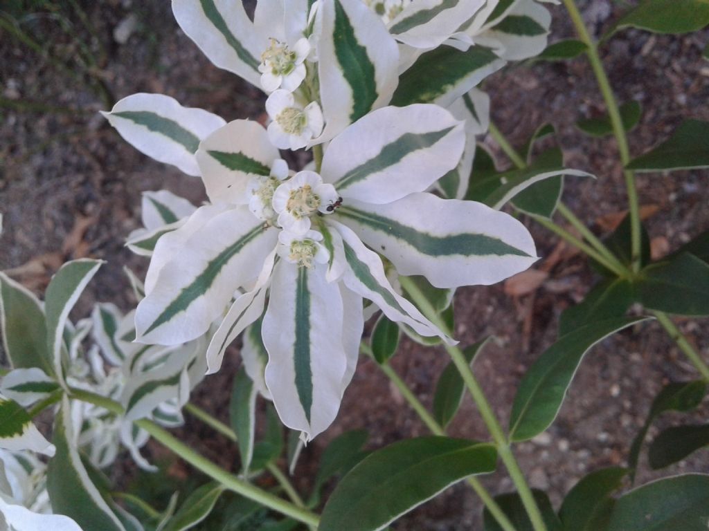 Pianta variopinta:  Euphorbia marginata