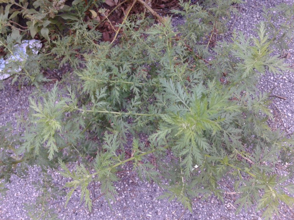 Aromatica sui marciapiedi