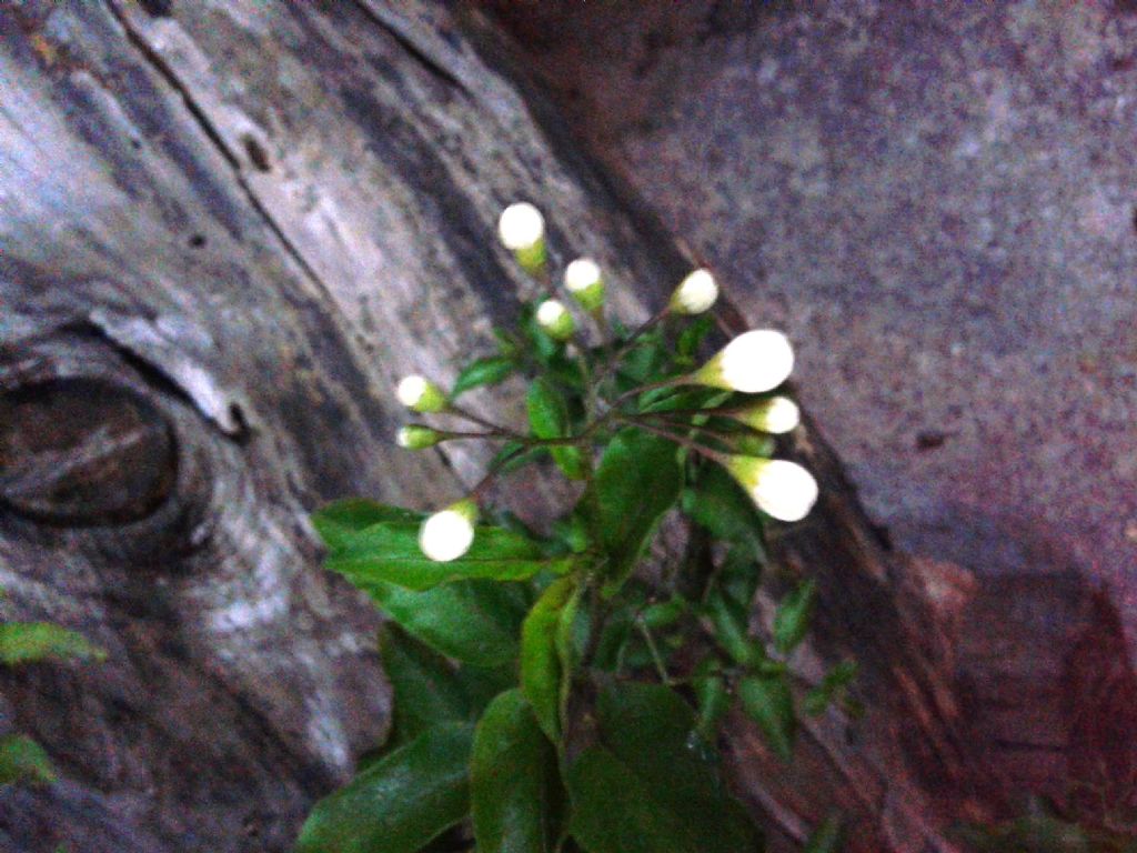 Pianta...al buio:  Solanum bonariense