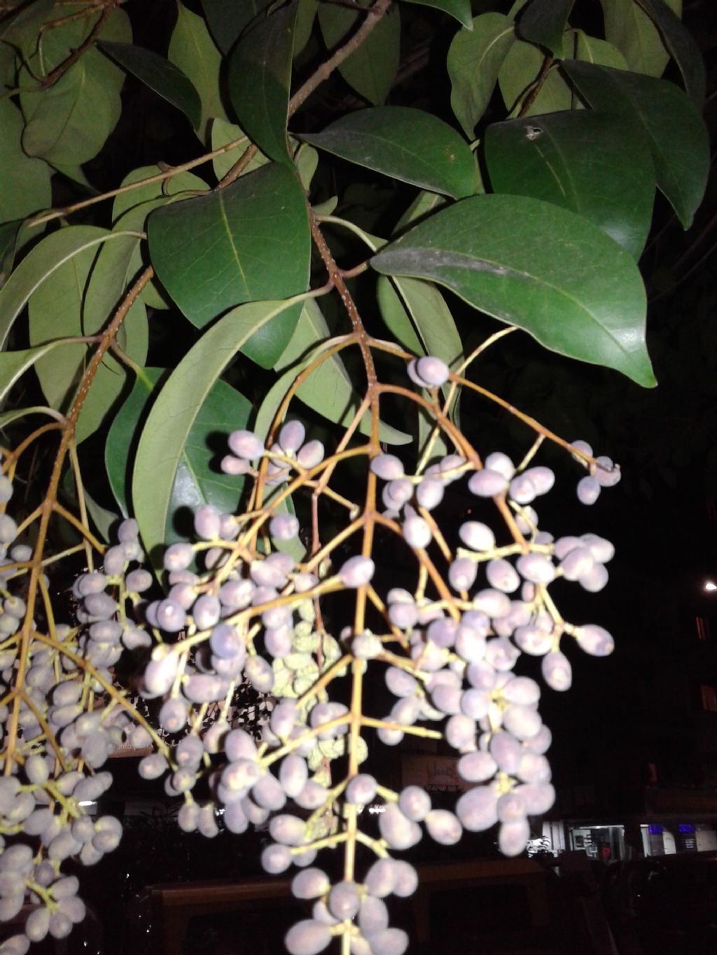 Ligustrum japonicum (Oleaceae)