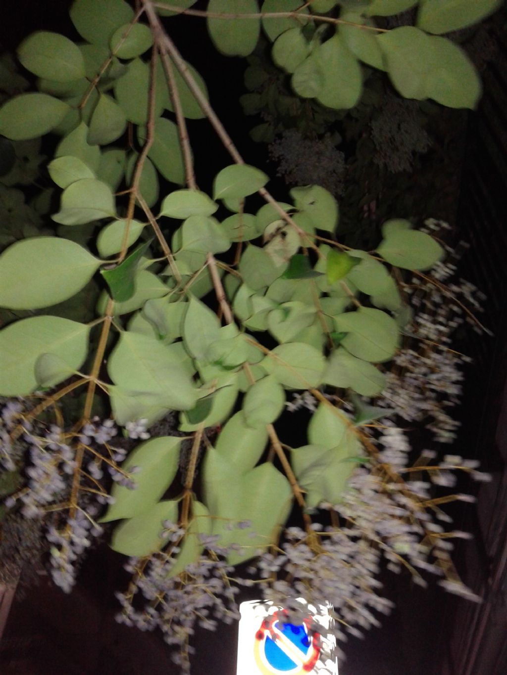 Ligustrum japonicum (Oleaceae)
