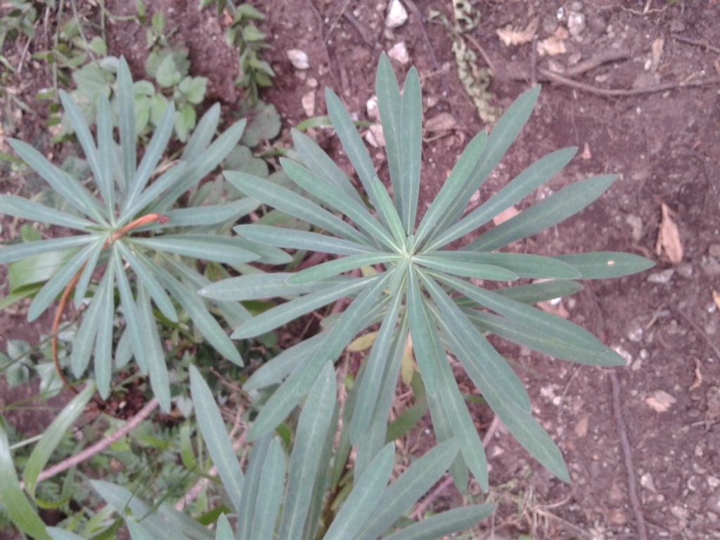 Pianta sottobosco:  Euphorbia characias