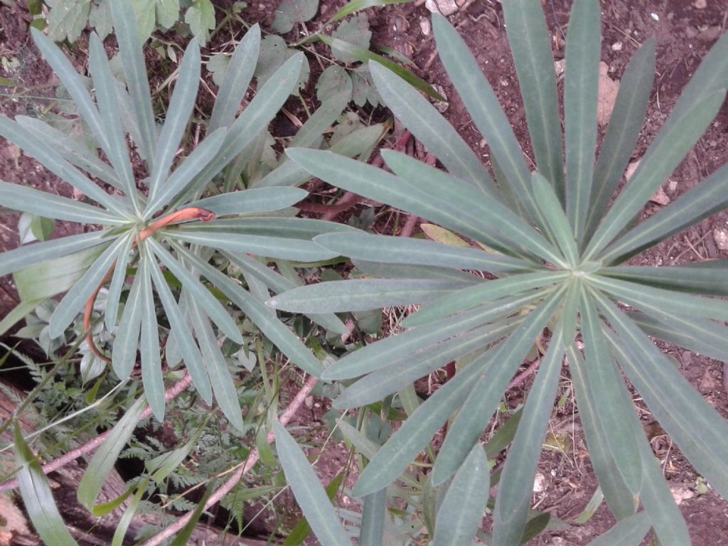 Pianta sottobosco:  Euphorbia characias