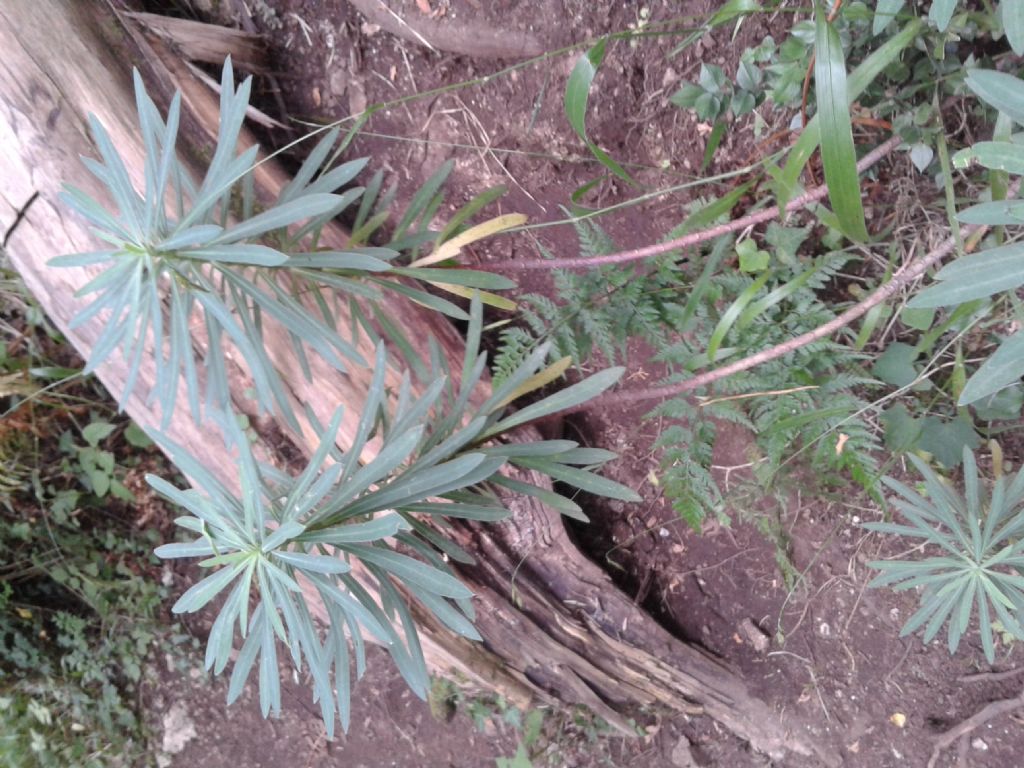 Pianta sottobosco:  Euphorbia characias