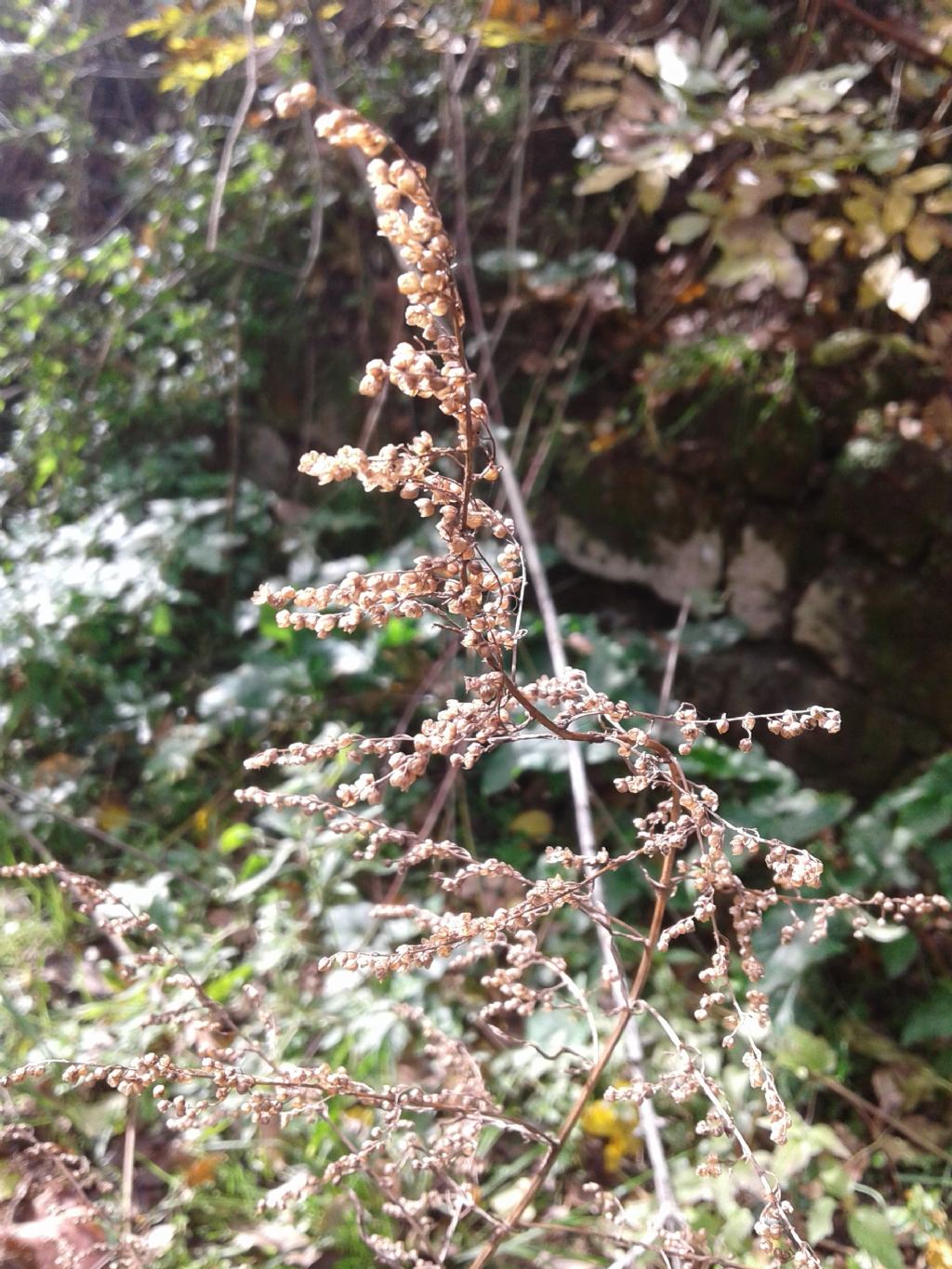 Pianta bordo marciapiede:  Artemisia vulgaris (cfr.)