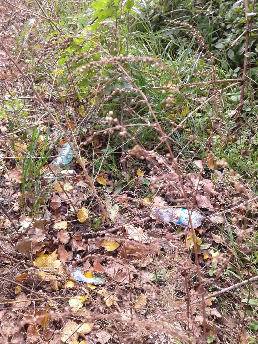 Pianta bordo marciapiede:  Artemisia vulgaris (cfr.)
