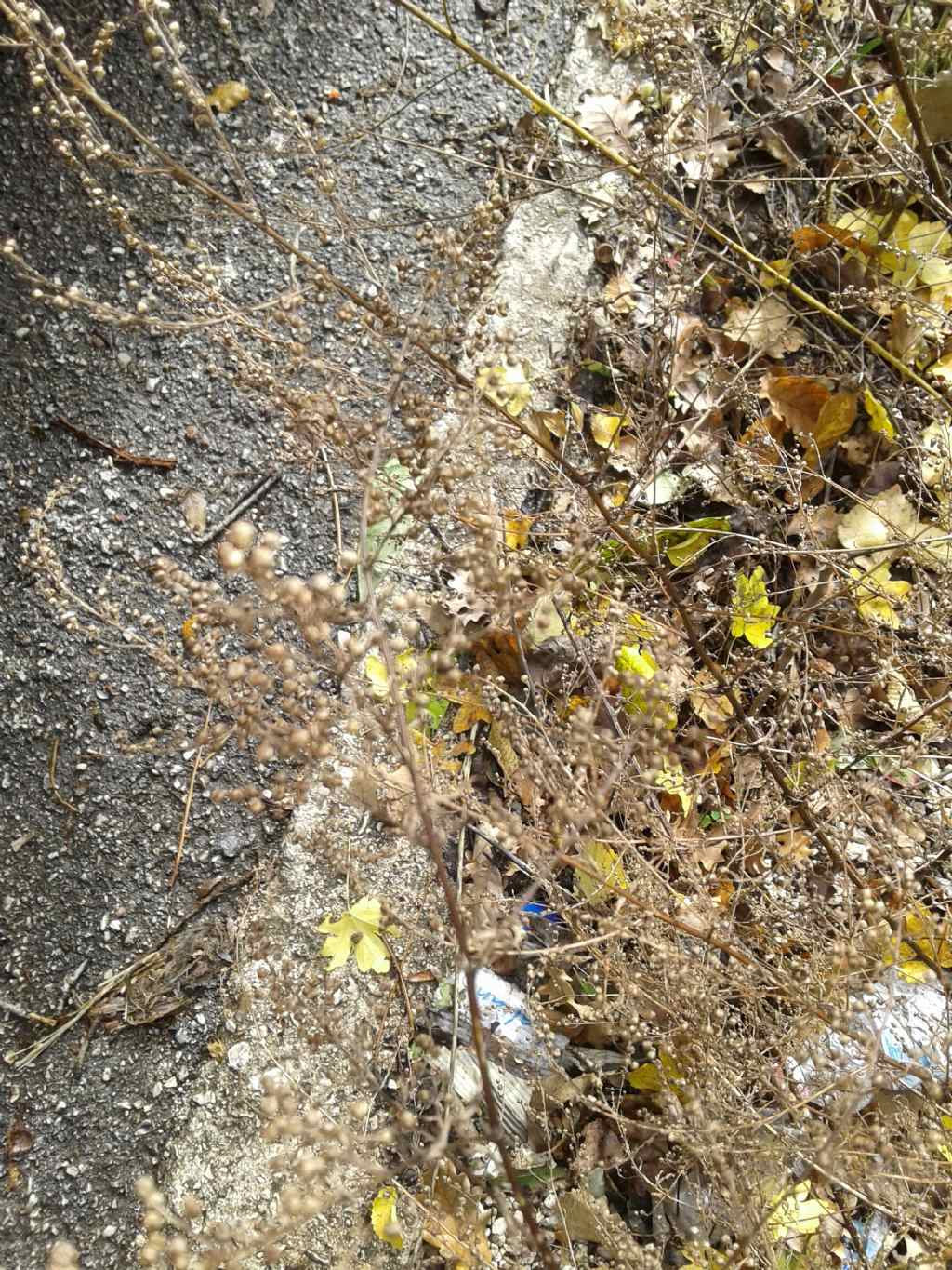 Pianta bordo marciapiede:  Artemisia vulgaris (cfr.)