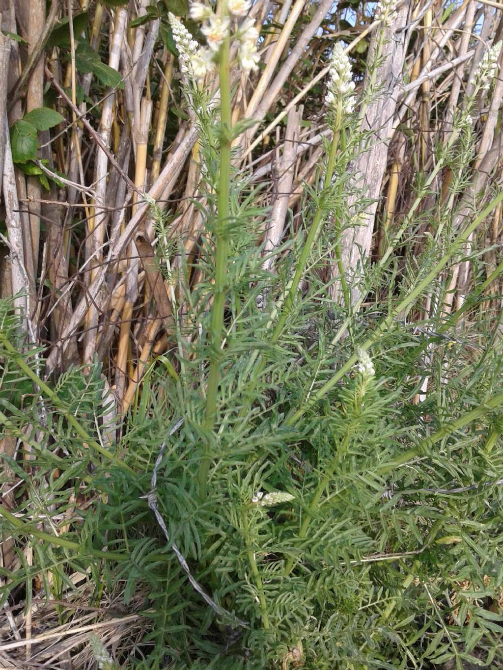 Pianta spontanea sconosciuta: Reseda alba (Resedaceae)