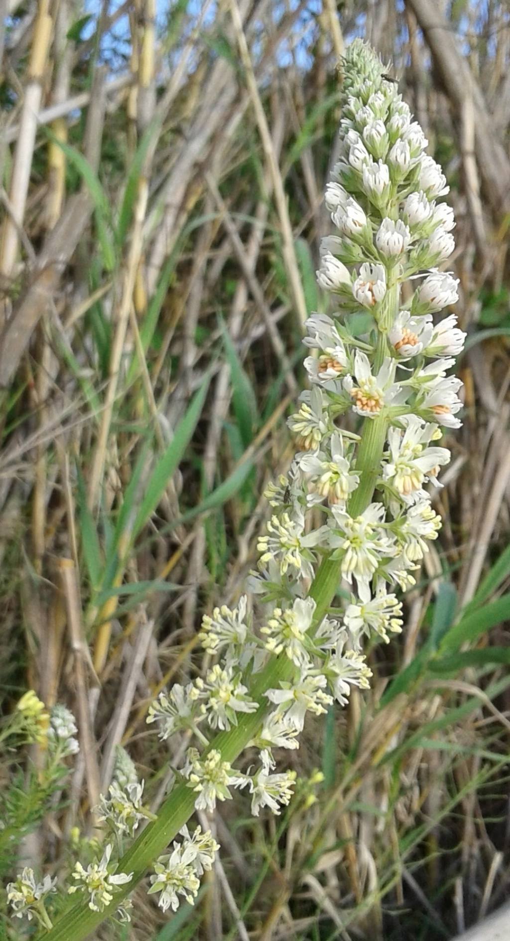 Pianta spontanea sconosciuta: Reseda alba (Resedaceae)