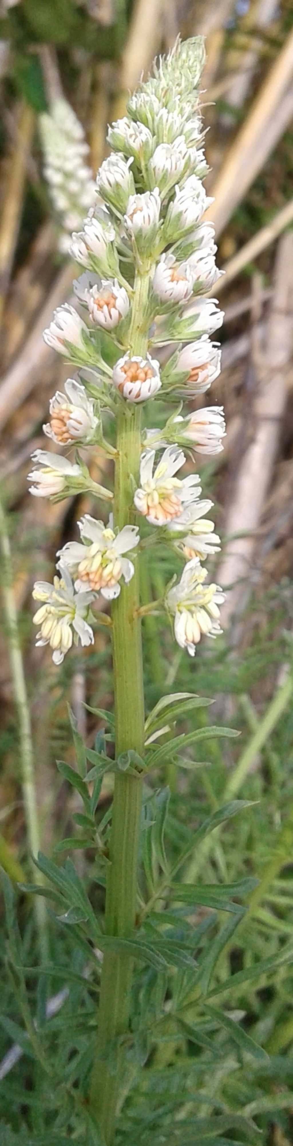 Pianta spontanea sconosciuta: Reseda alba (Resedaceae)
