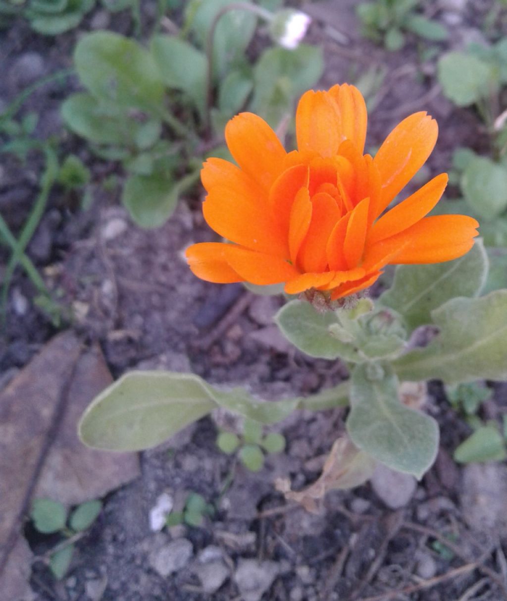 Calendula officinalis L. (Asteraceae)