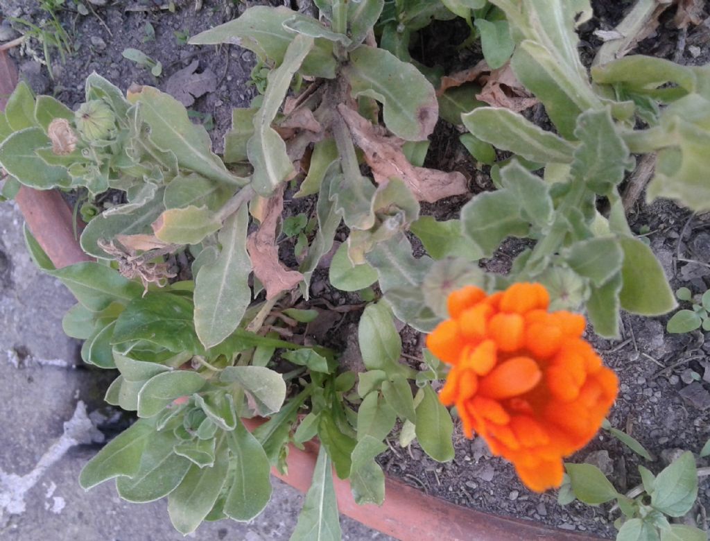 Calendula officinalis L. (Asteraceae)
