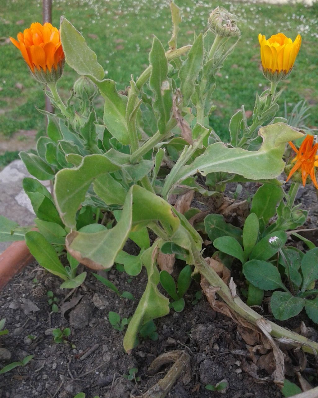Calendula officinalis L. (Asteraceae)