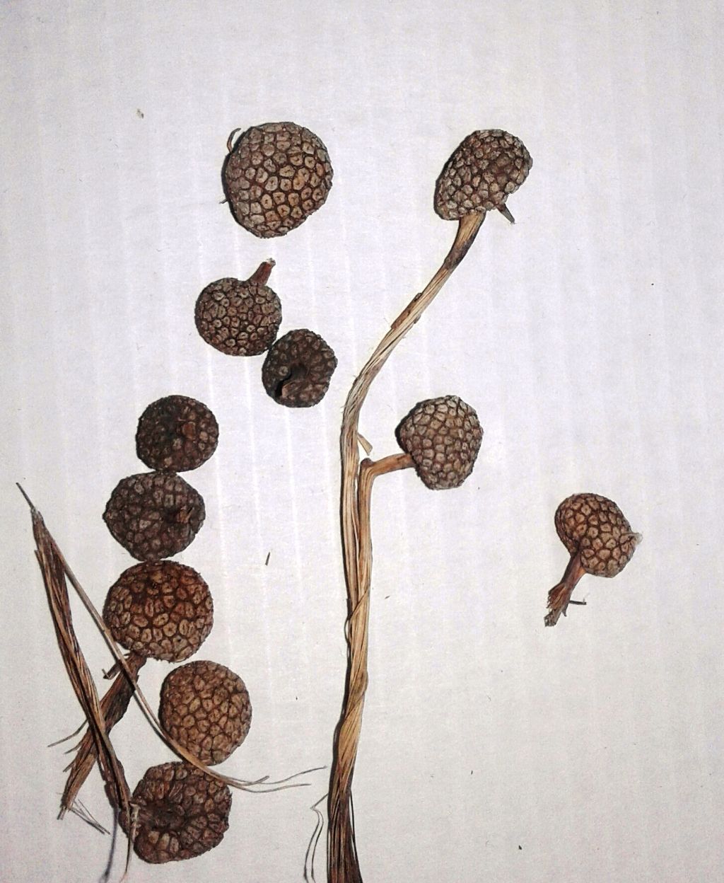 Platanus sp. (Platanaceae)