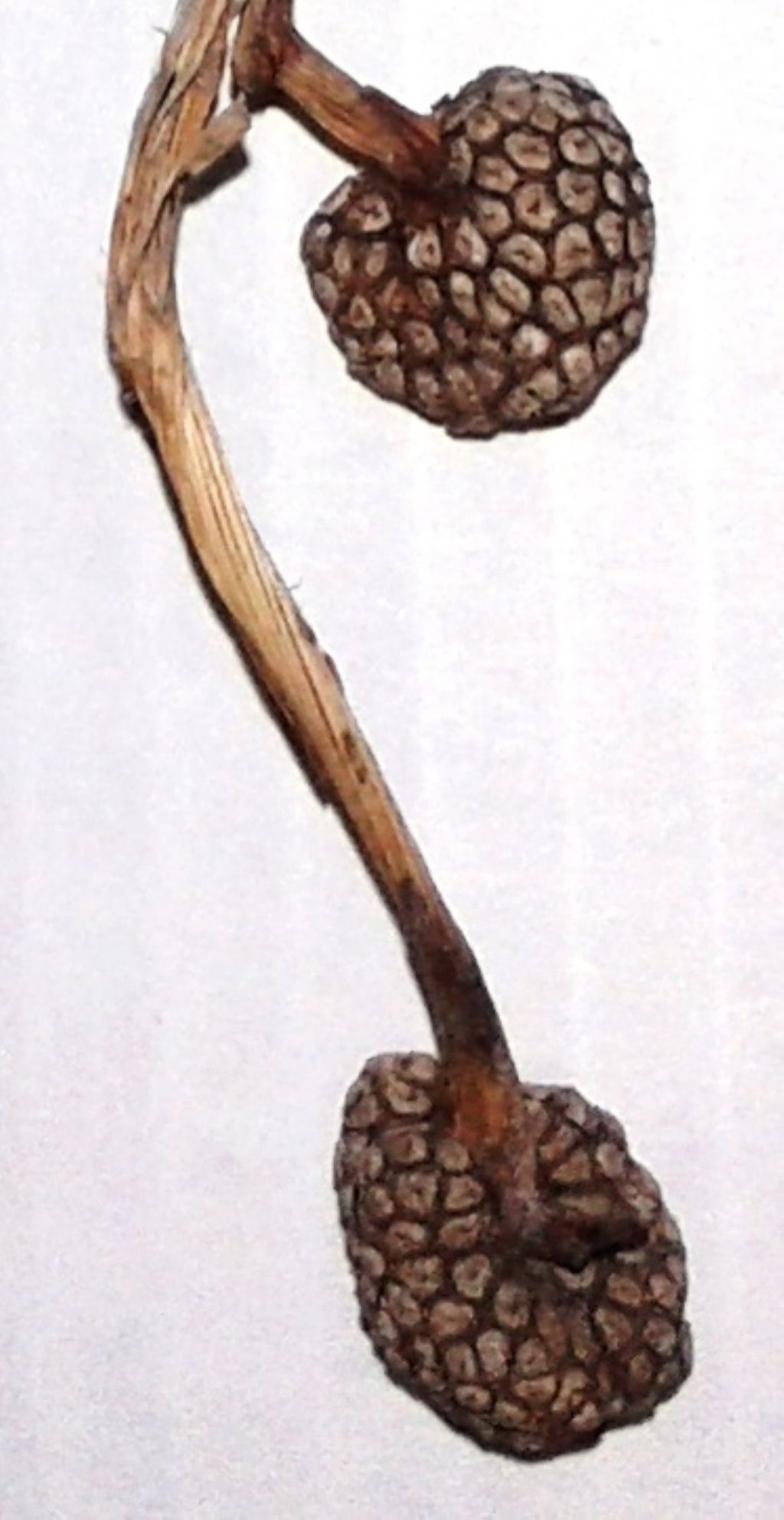 Platanus sp. (Platanaceae)