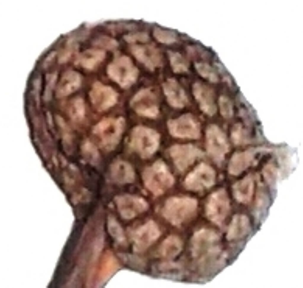 Platanus sp. (Platanaceae)