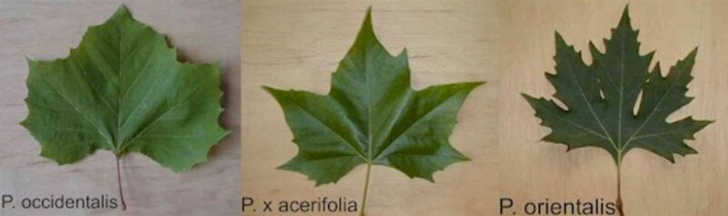 Platanus sp. (Platanaceae)