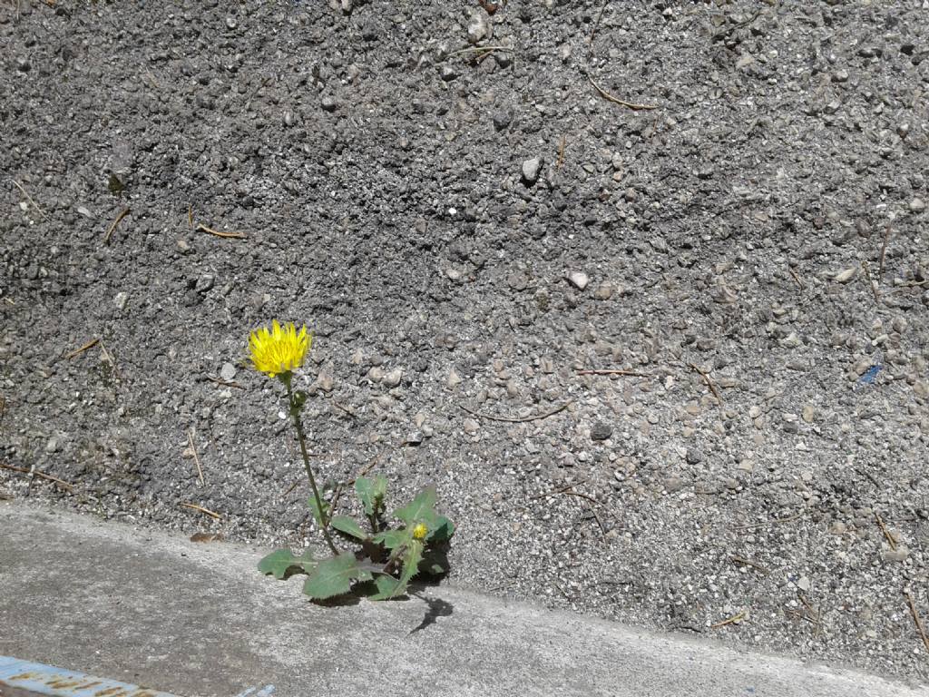 Asteraceae da id.