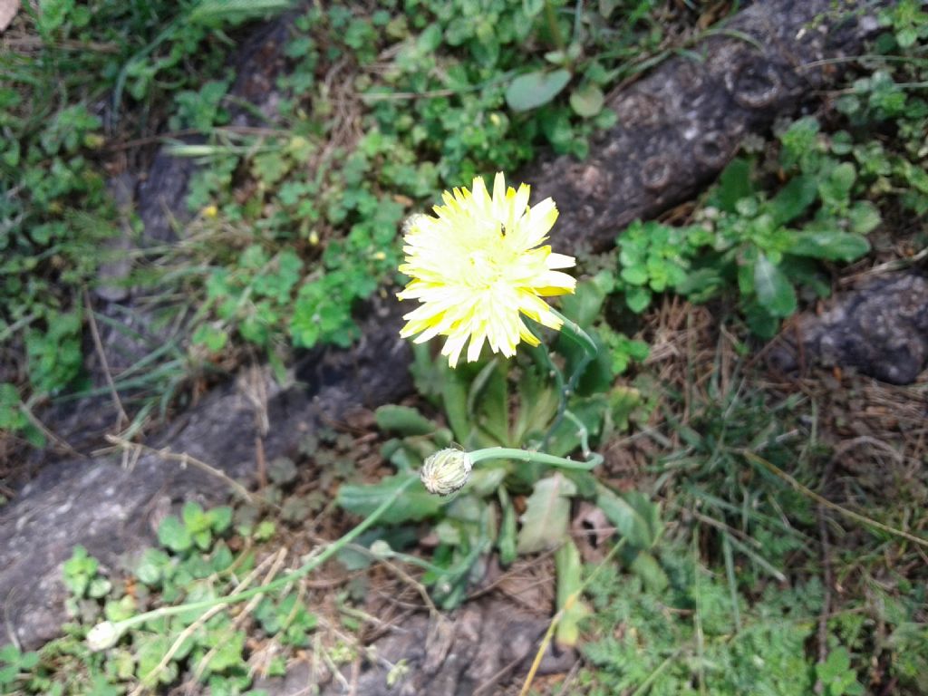 Altra Asteraceae da id.