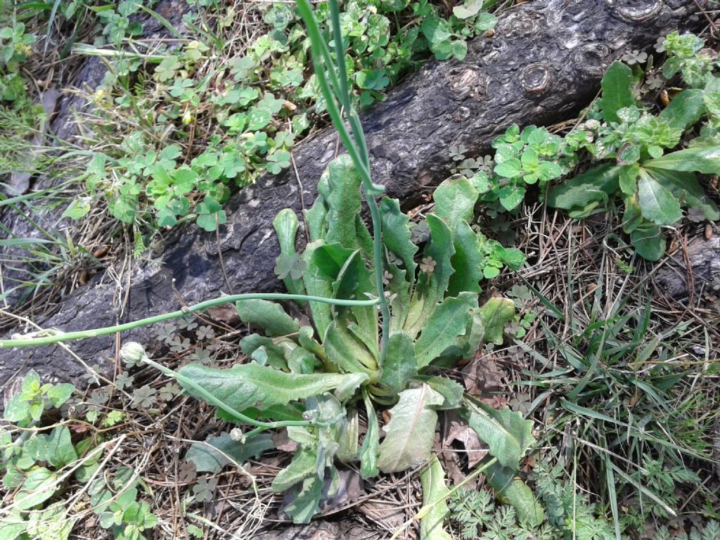 Altra Asteraceae da id.