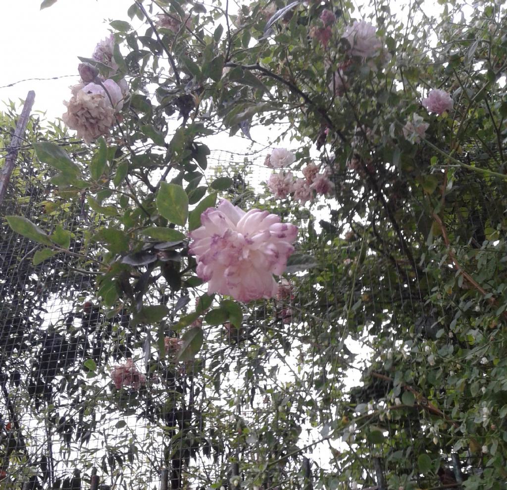 Rose?  S, Rosa sp.