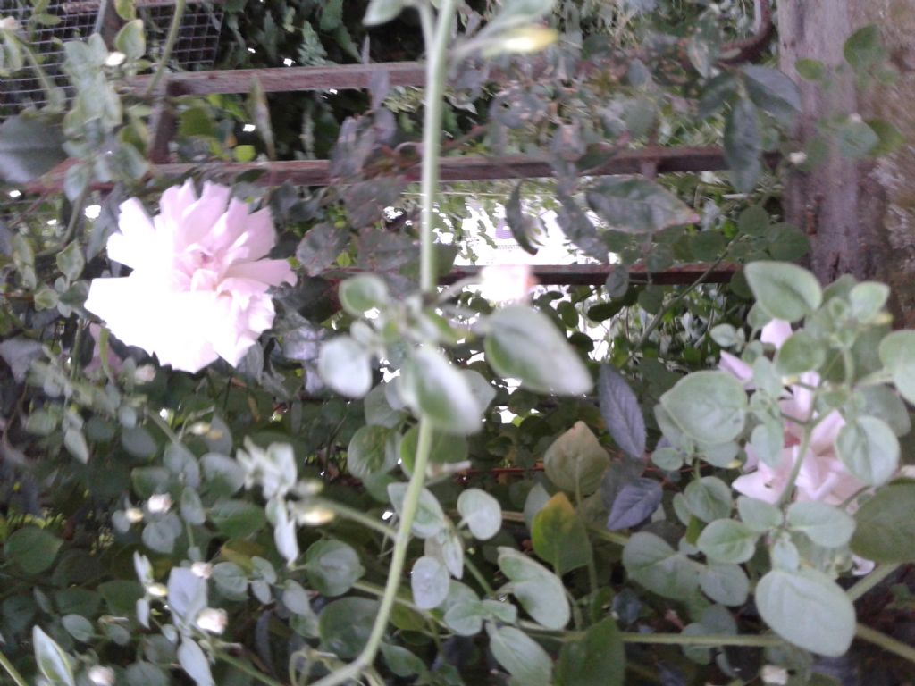 Rose?  S, Rosa sp.