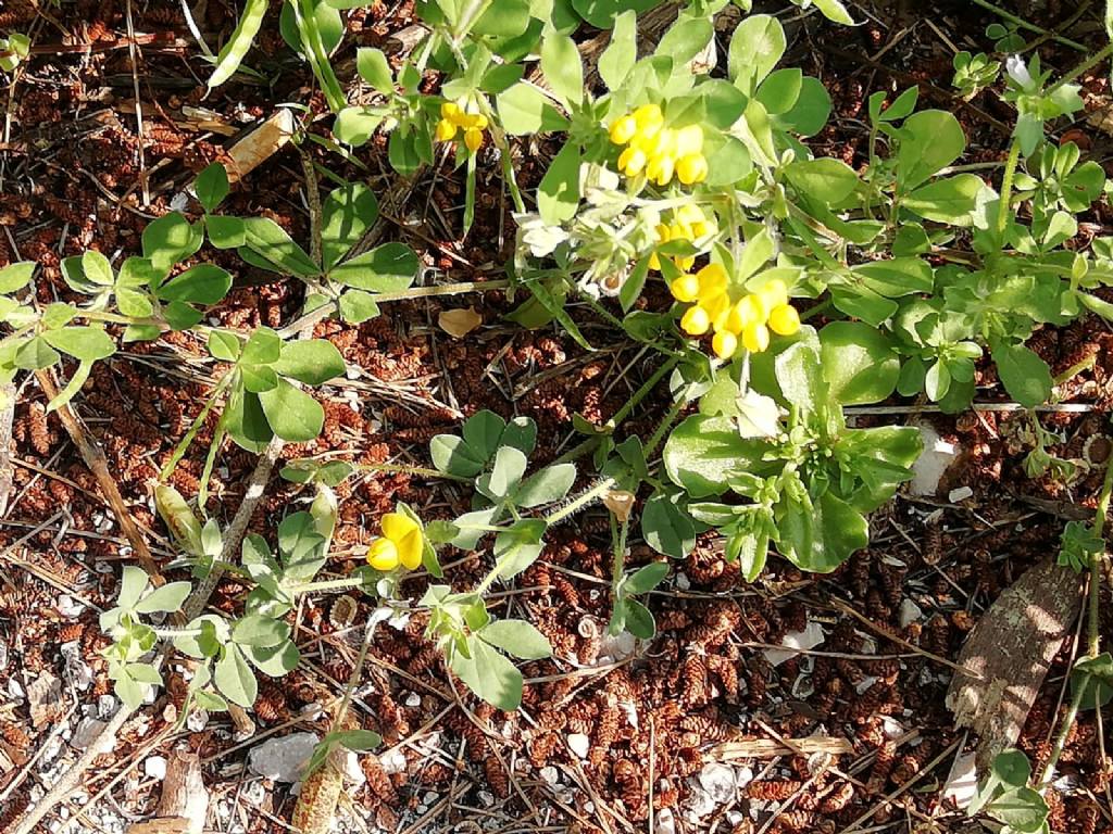 Lotus cfr. ornithopodioides (Fabaceae)