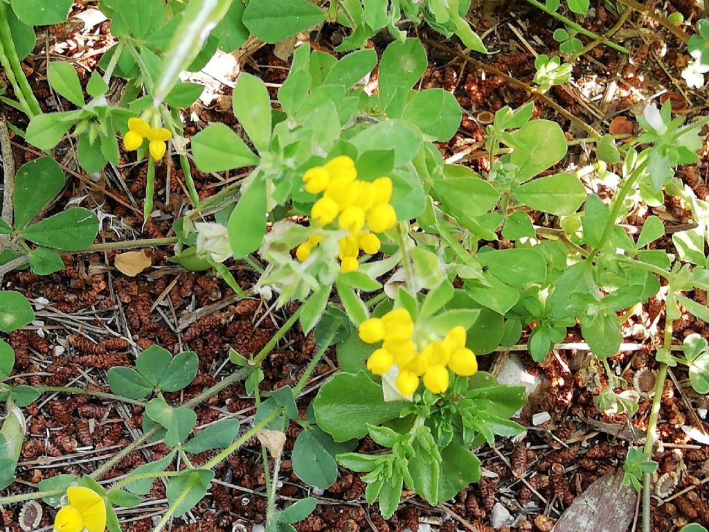 Lotus cfr. ornithopodioides (Fabaceae)