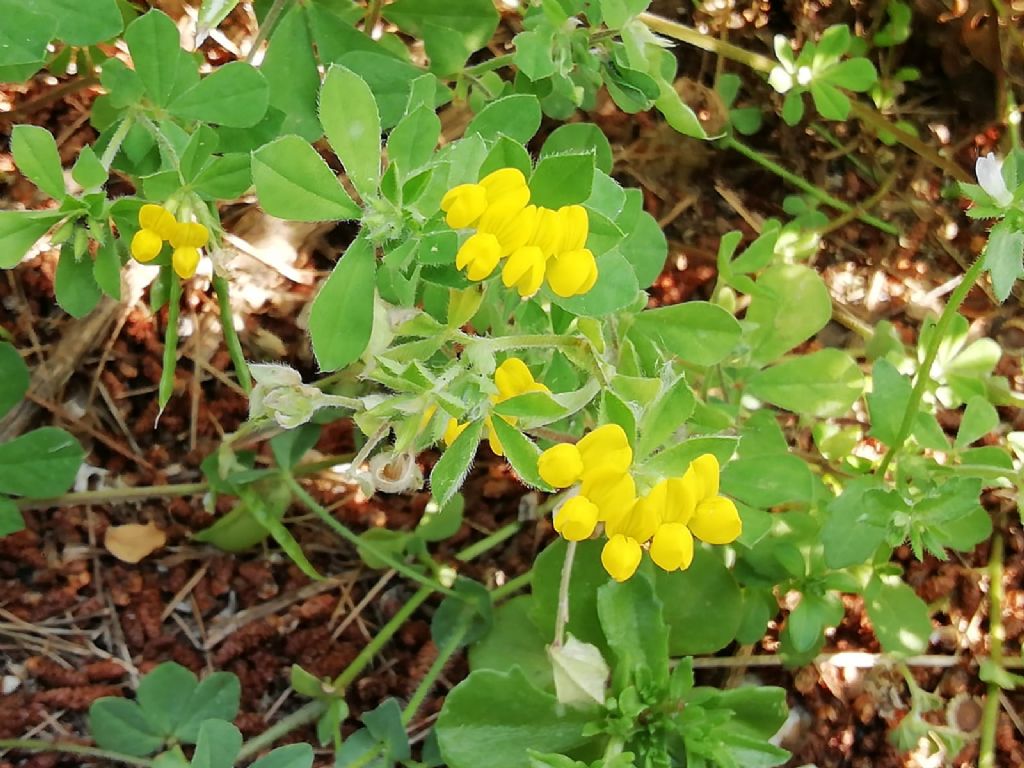 Lotus cfr. ornithopodioides (Fabaceae)