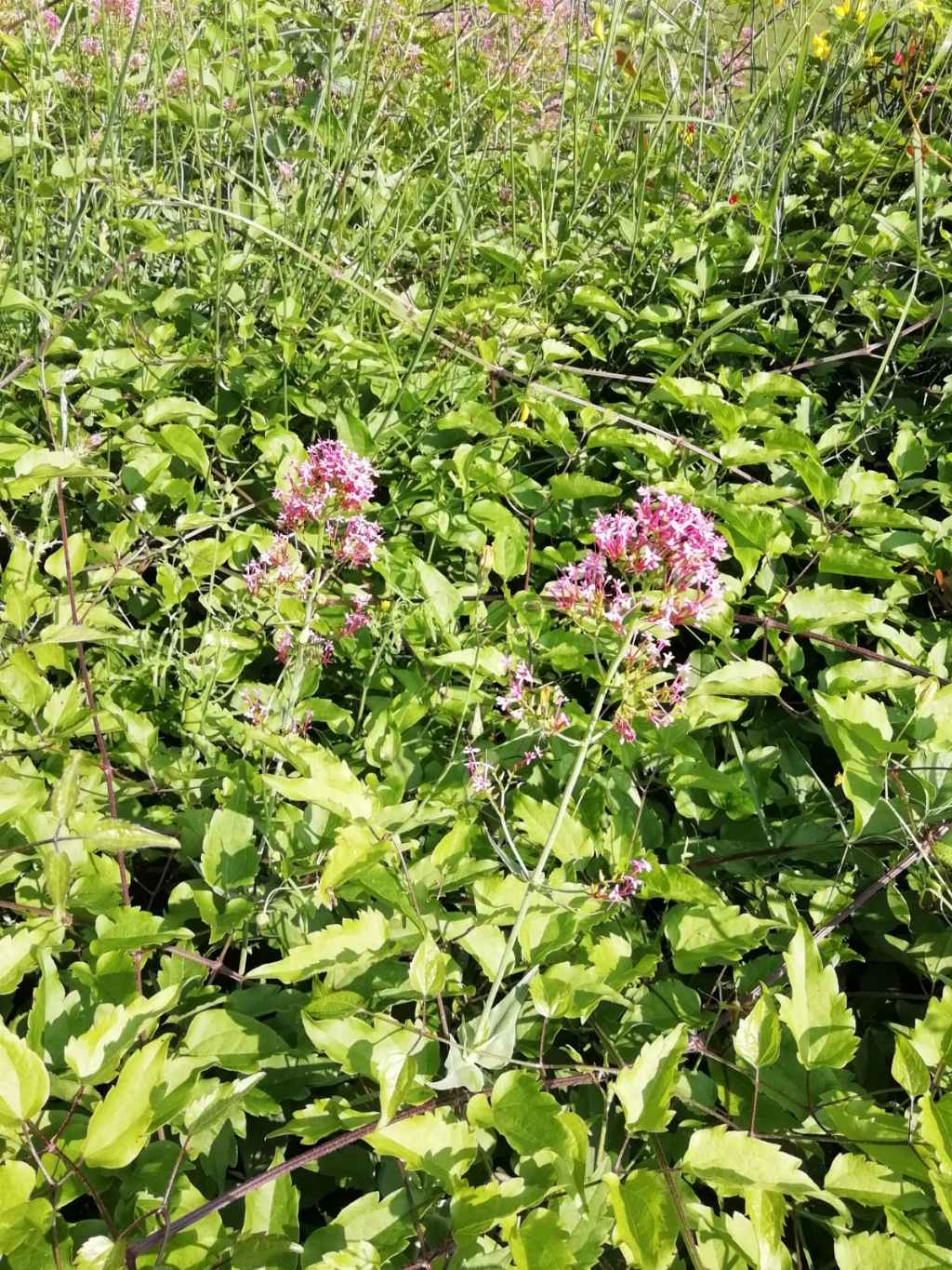 Centranthus ruber - Valeriana rossa (Valerianaceae)