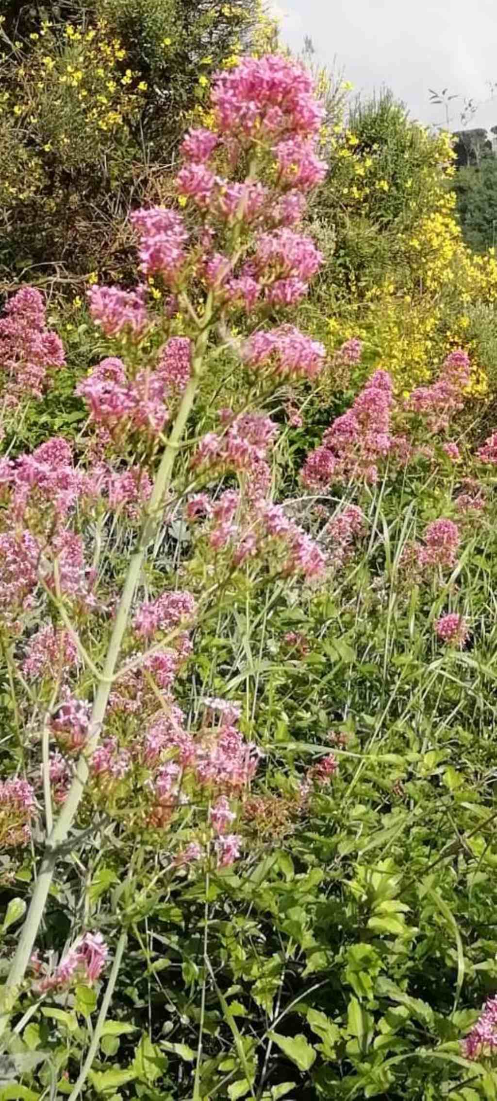 Centranthus ruber - Valeriana rossa (Valerianaceae)