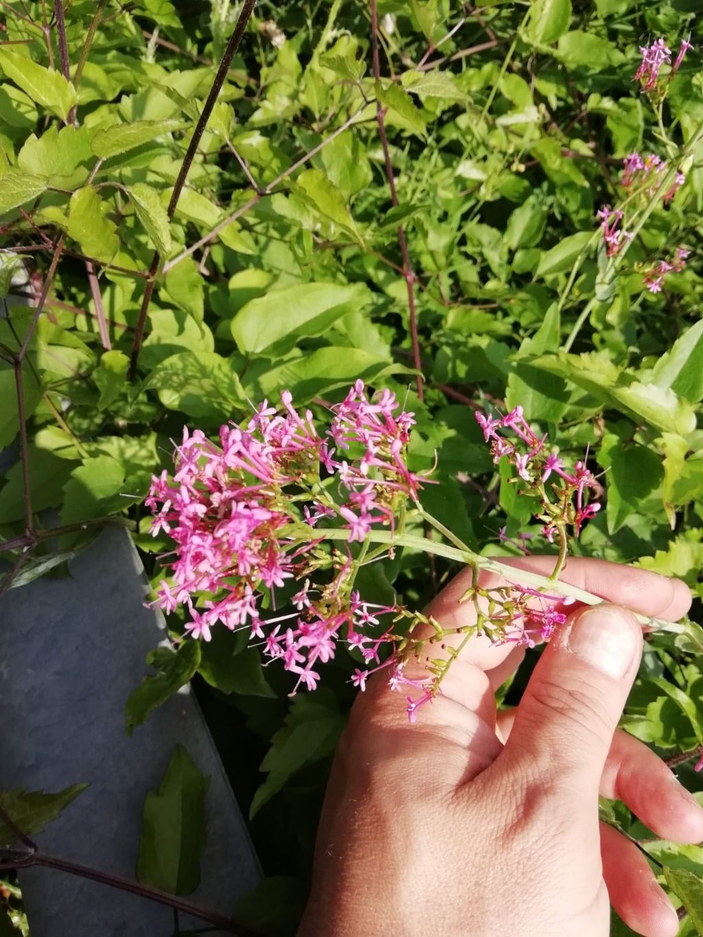 Centranthus ruber - Valeriana rossa (Valerianaceae)