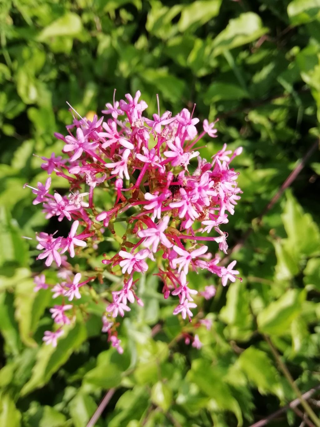 Centranthus ruber - Valeriana rossa (Valerianaceae)