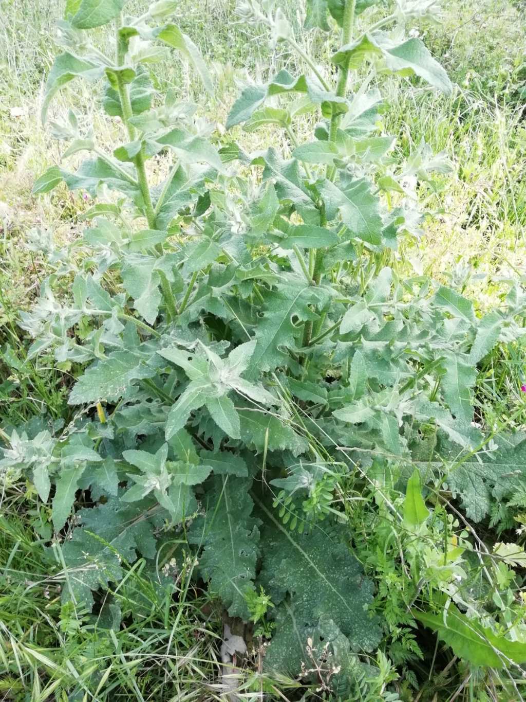 Foglie grandi:  Verbascum cfr. sinuatum (Scrophulariaceae)