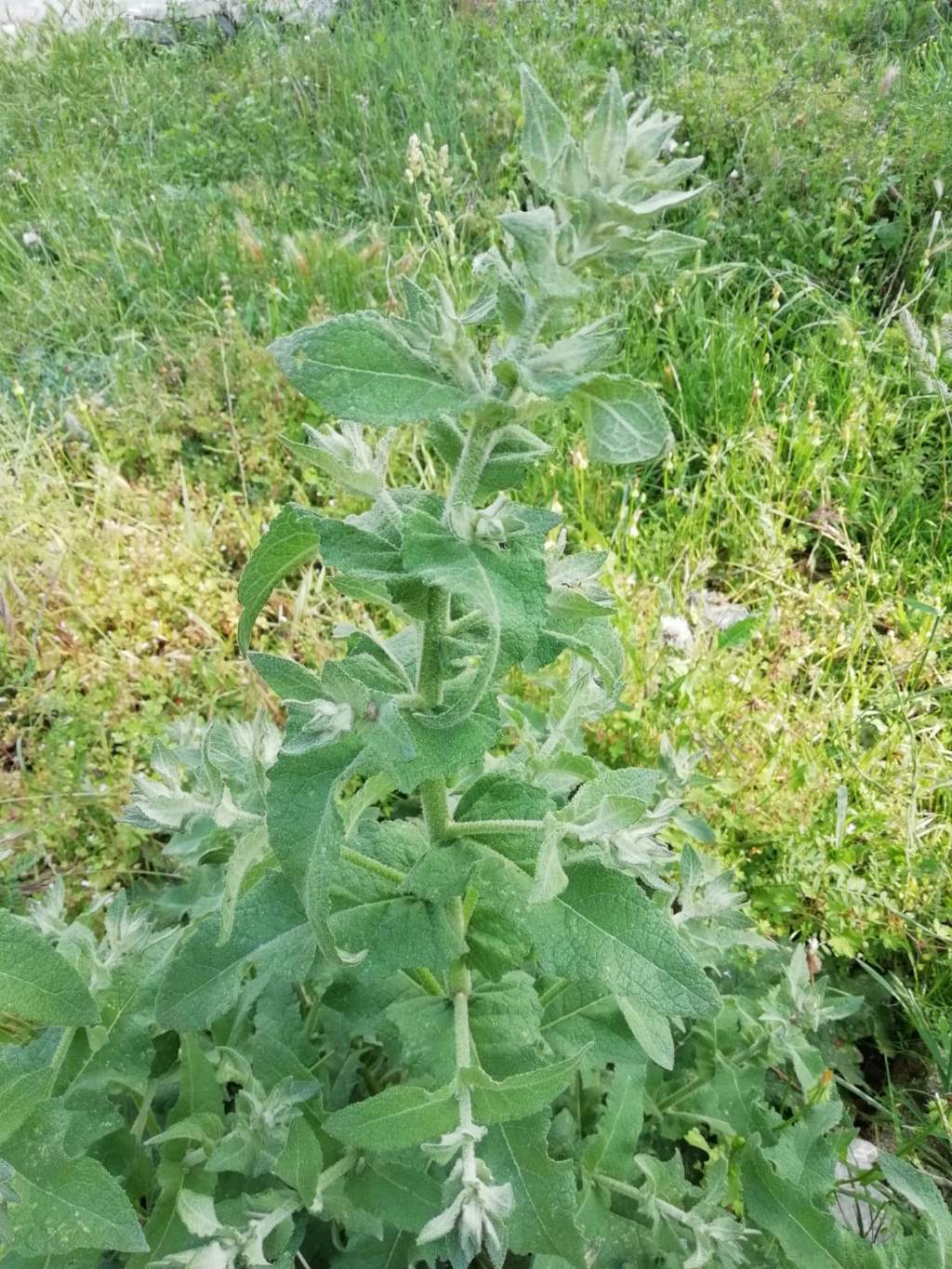 Foglie grandi:  Verbascum cfr. sinuatum (Scrophulariaceae)