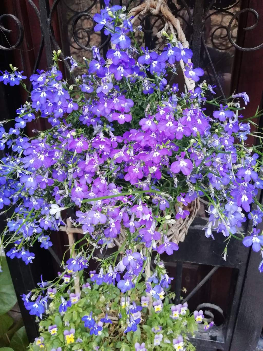 Cultivar di Lobelia erinus L. (Campanulaceae)