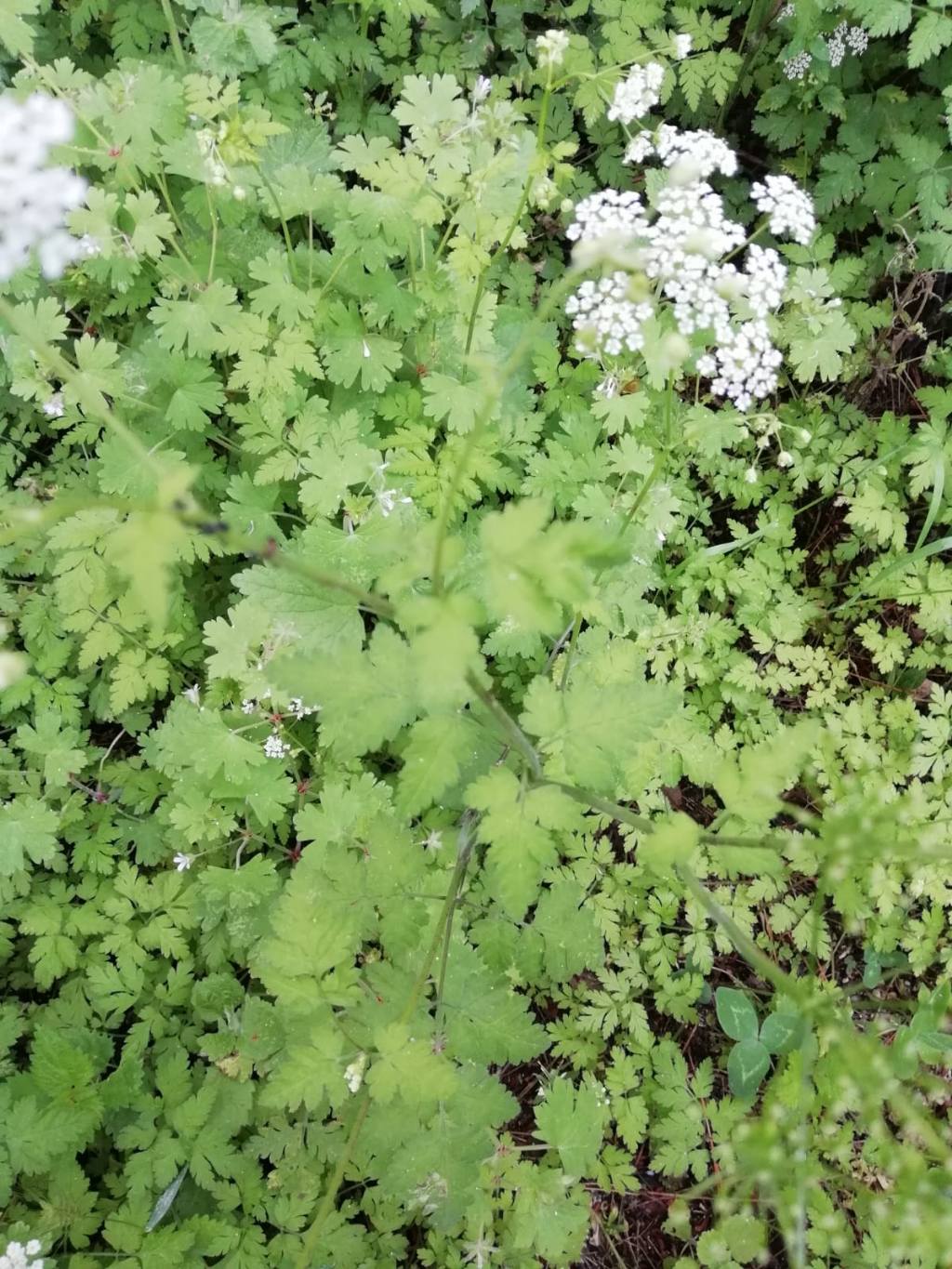 Ombrelli bianchi - Apiaceae: cfr. Chaerophyllum sp.