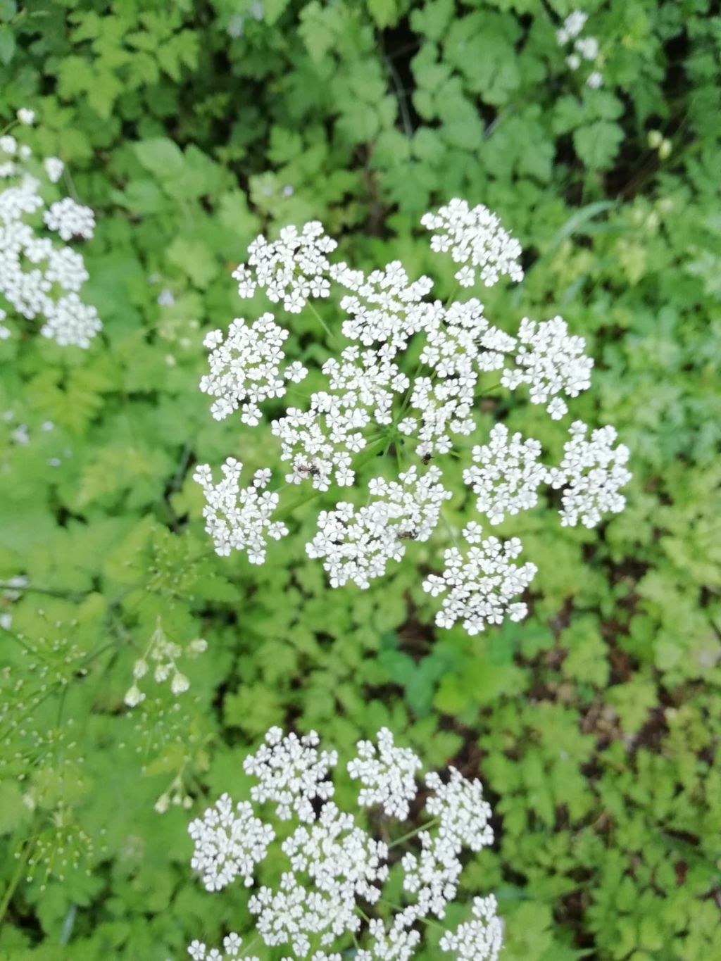 Ombrelli bianchi - Apiaceae: cfr. Chaerophyllum sp.