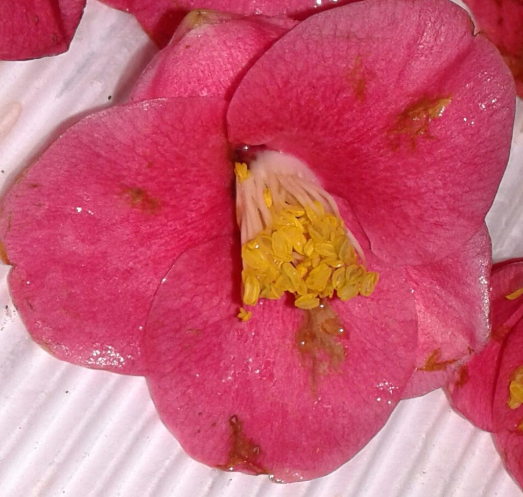 Tappeto di Fiori rossi:  Camellia sp.(Theaceae)