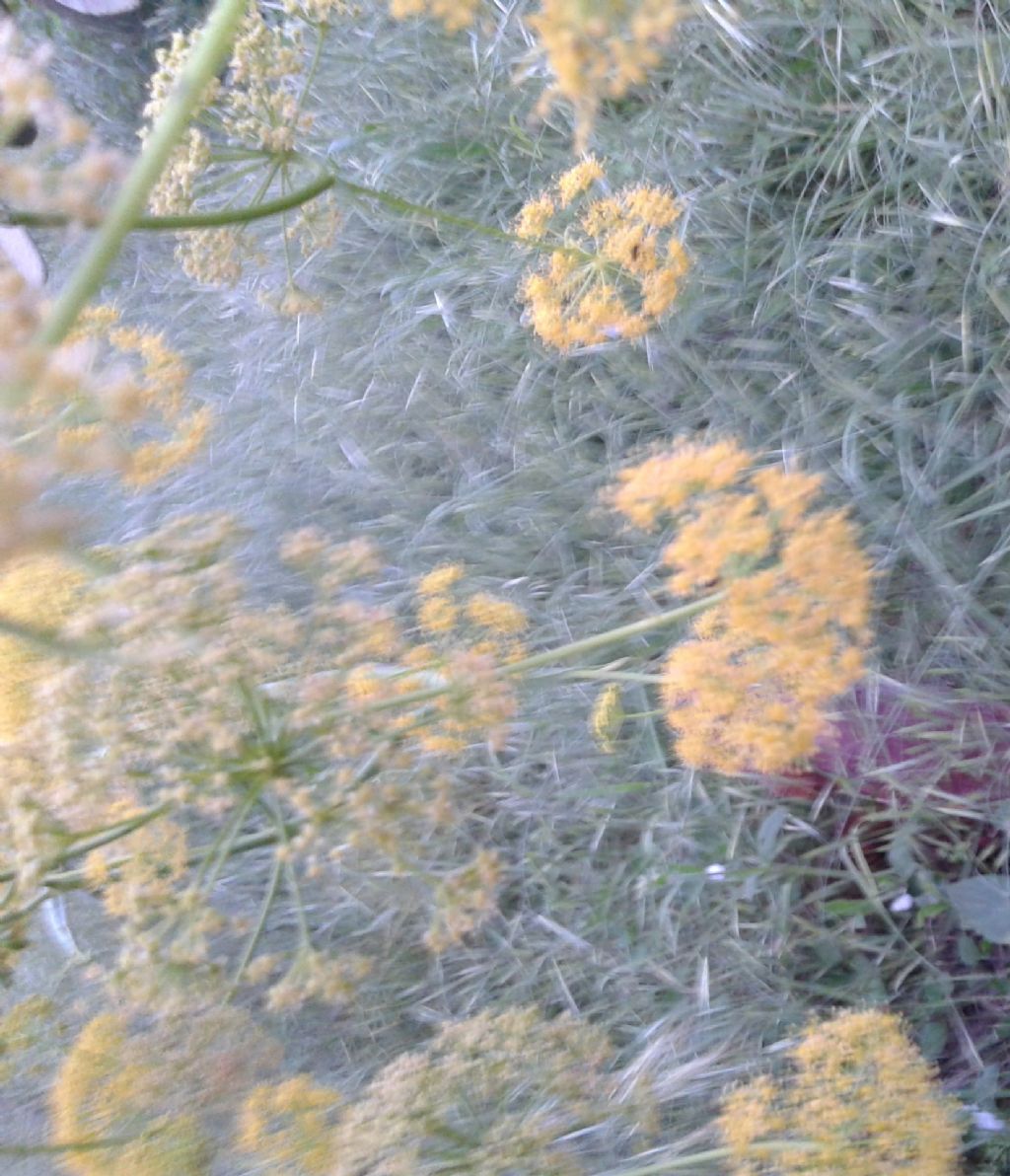 Strapiombo Fiori gialli: Ferula cfr. communis (Apiaceae)