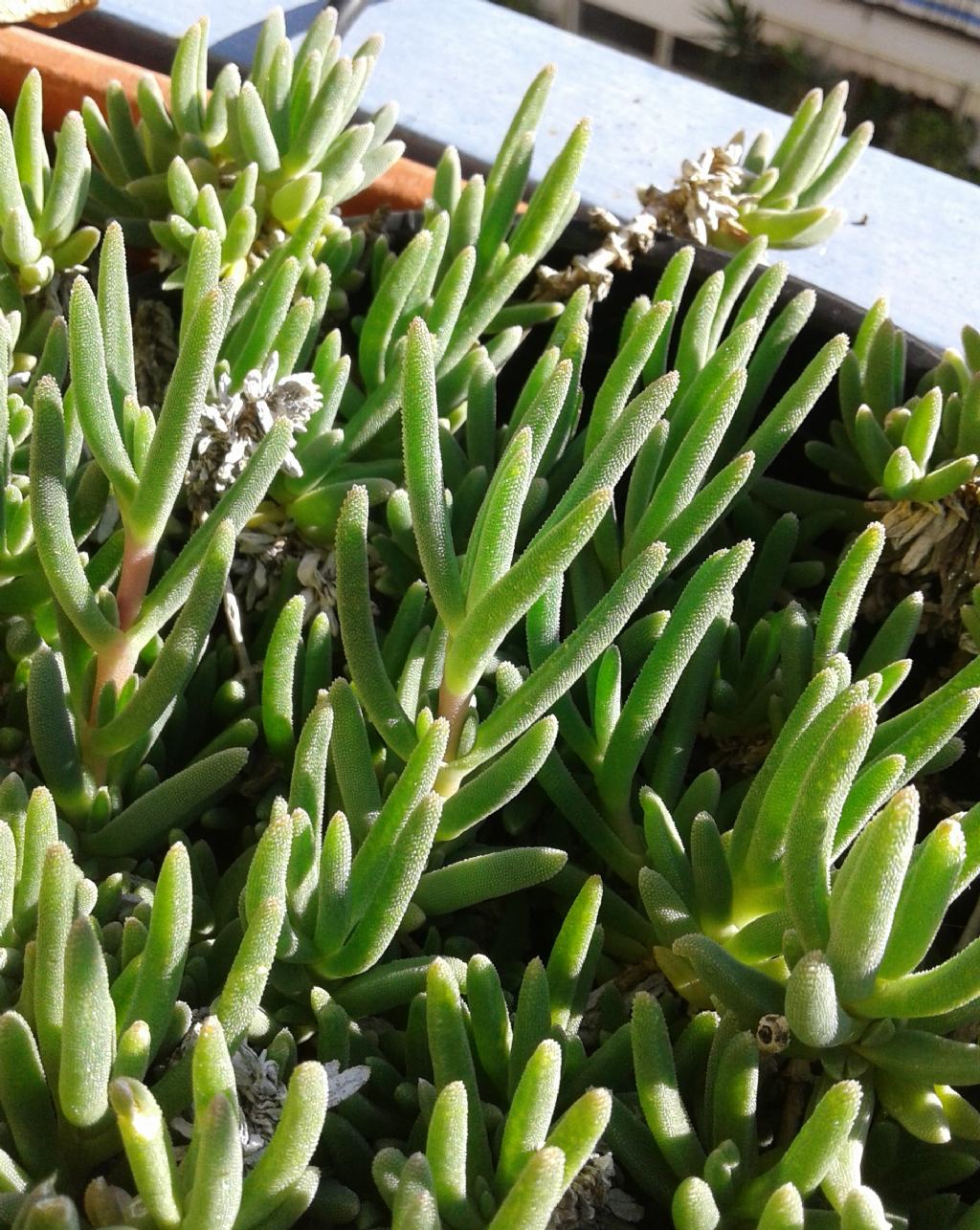 Drosanthemum hispidum (Aizoaceae)