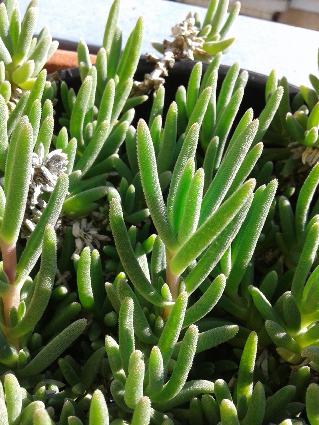 Drosanthemum hispidum (Aizoaceae)