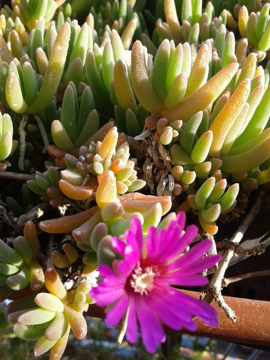 Drosanthemum hispidum (Aizoaceae)