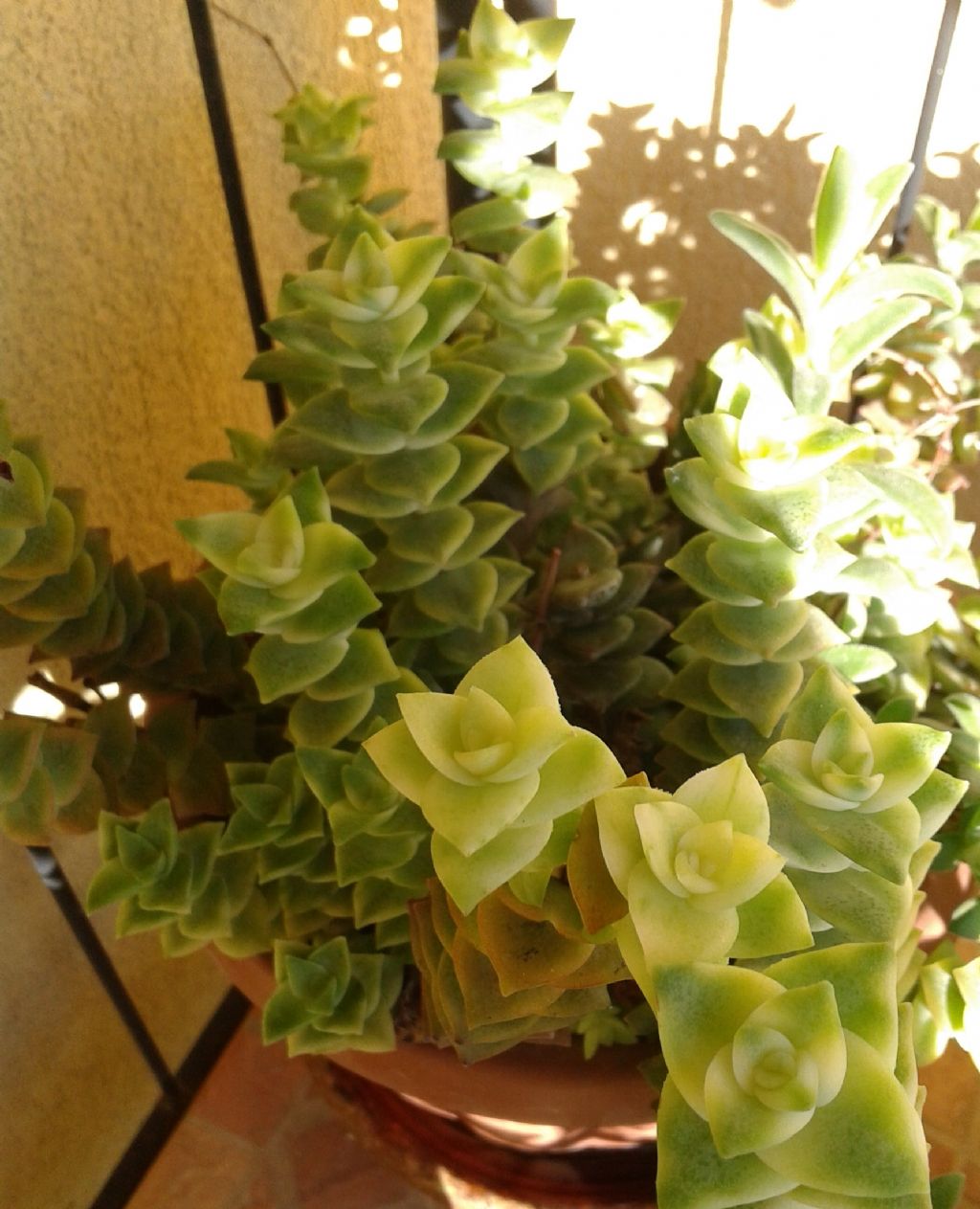 Crassula perforata ''Variegata'' (Crassulaceae)