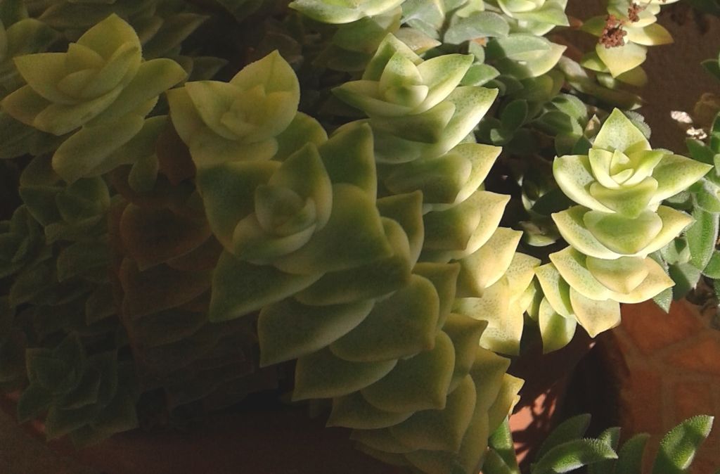 Crassula perforata ''Variegata'' (Crassulaceae)