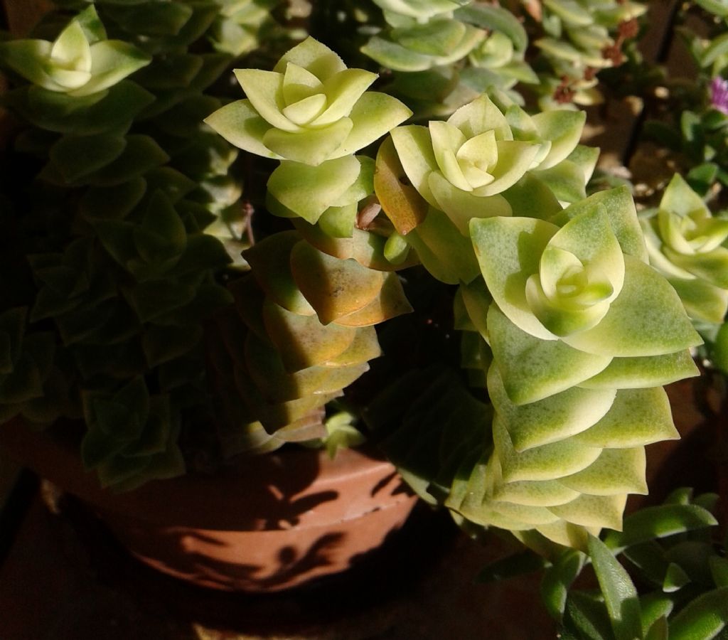 Crassula perforata ''Variegata'' (Crassulaceae)